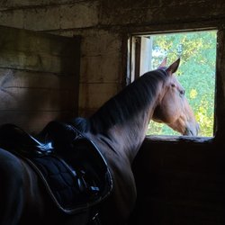 Bethel Park Stables