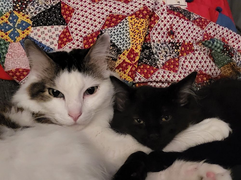 Eagan Cat Sitters - pet boarding facility in Minneapolis, MN
