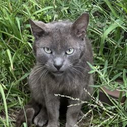 Alamitos Animal Hospital - Undomiciled kitty is getting neutered.