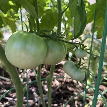 IAS Labs - Rutgers Tomatoes - Environmental Testing Near Me - Phoenix, Arizona