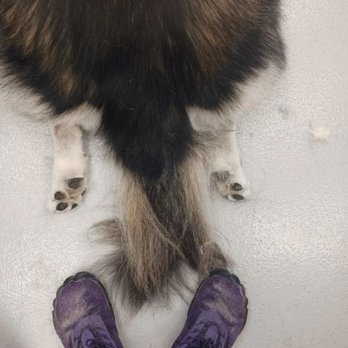 Scruffy To Fluffy Mobile Grooming - toe beans - Pet Groomers Near Me Scruffy To Fluffy Mobile Grooming - toe beans - Pet Groomers Near Me