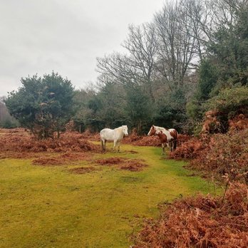 The New Forest National Park - free roaming New forest ponies - Parks Near Me