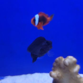 Fish Island - Tomato Clownfish - Local Fish Stores Near Me - Barrington, Illinois Fish Island - Tomato Clownfish - Local Fish Stores Near Me - Barrington, Illinois