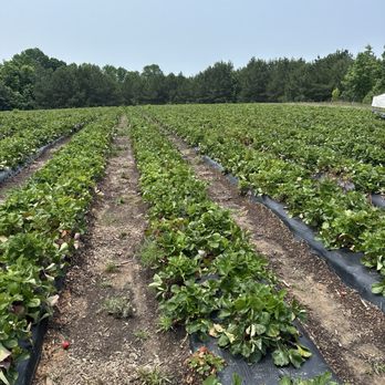 The Ivy Place- Berry Farm - Strawberry patch - Pick Your Own Farms Near Me - Lancaster, South Carolina The Ivy Place- Berry Farm - Strawberry patch - Pick Your Own Farms Near Me - Lancaster, South Carolina