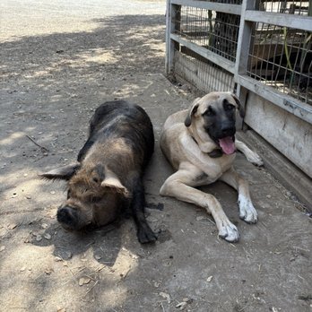 Dirty Bird Ranch - Petting Zoos Near Me
