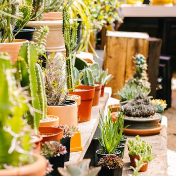 Bestow - a row of potted succulents - Flowers & Gifts Near Me - Ashland, Oregon Bestow - a row of potted succulents - Flowers & Gifts Near Me - Ashland, Oregon