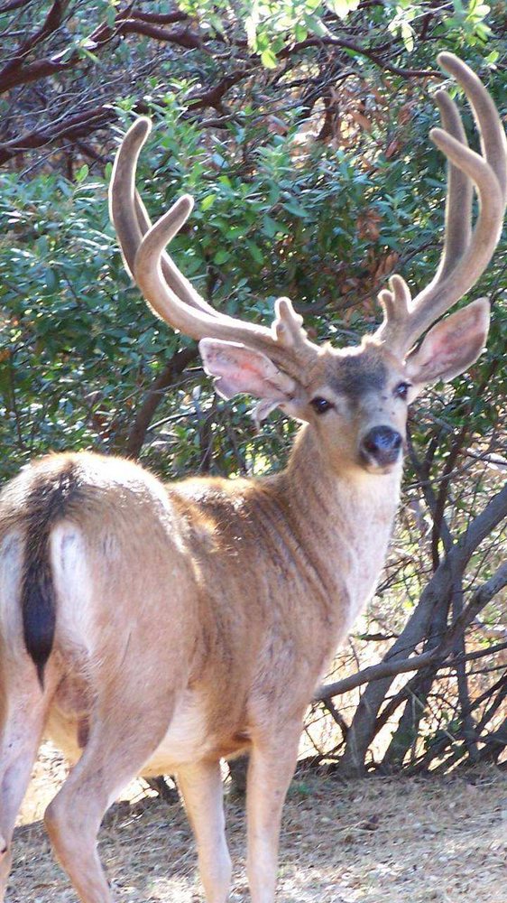 Slide of Baileys Plumbing Repair