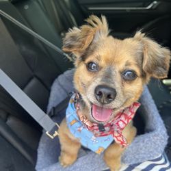 Shear Madness Grooming - Archie after his groom!