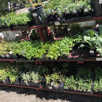 Louie's Nursery - Vegetables - Nurseries & Gardening Near Me - Riverside, California Louie's Nursery - Vegetables - Nurseries & Gardening Near Me - Riverside, California