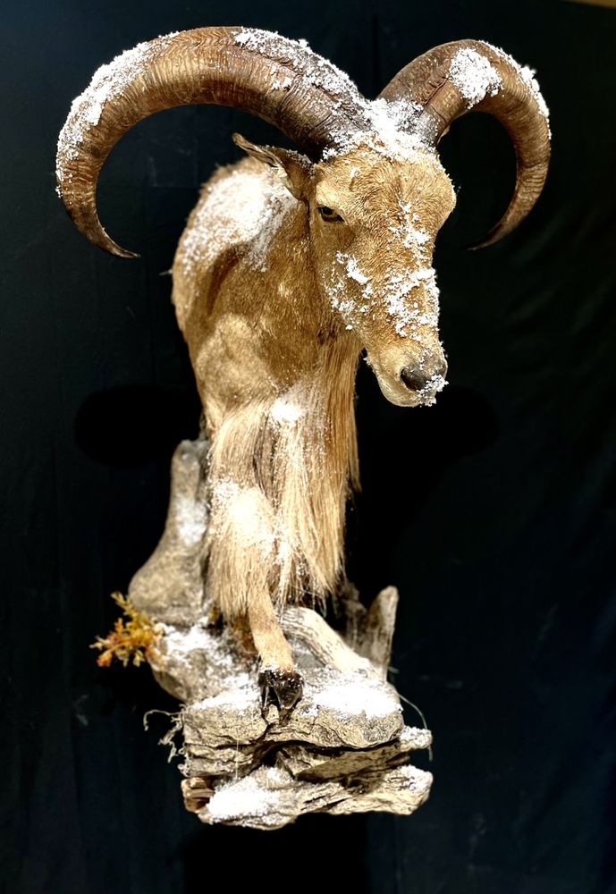 Darst Creek - taxidermy in Montgomery, TX