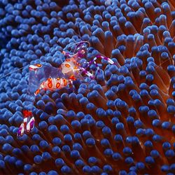 Jupiter Dive Center - JDC Philippines