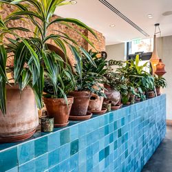 Ladino - Lush interior