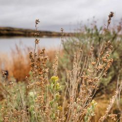 Ancient Lakes - Lovely weeds
