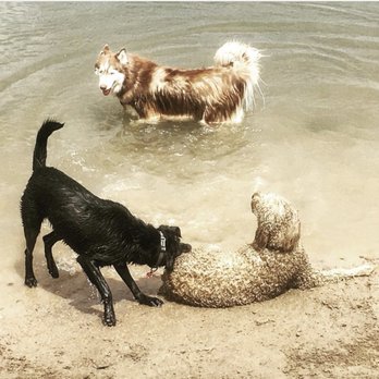 Zoologie Pet Services - Dog Walkers Near Me Zoologie Pet Services - Dog Walkers Near Me