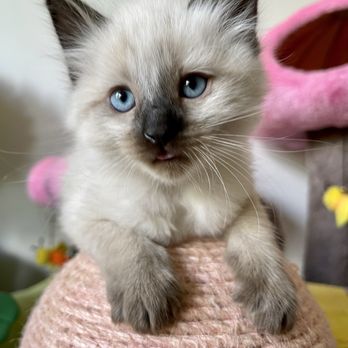 Sunshine Siamese Cattery - Pet Breeders Near Me - Bonner Springs, Kansas Sunshine Siamese Cattery - Pet Breeders Near Me - Bonner Springs, Kansas