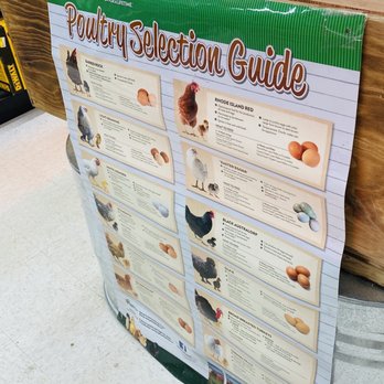 Murdoch's Ranch & Home Supply - They sell live chickens - Department Stores Near Me - Fraser, Colorado