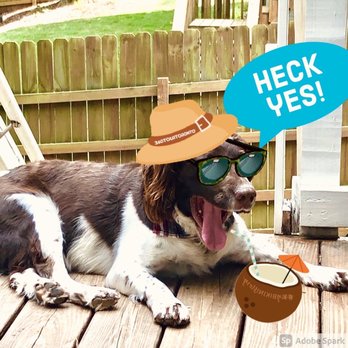 Atlanta Dog Wizard - Our springer spaniel - Pet Training Near Me