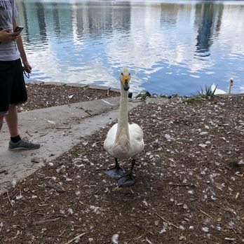 Lake Eola Park - Parks Near Me - Orlando, Florida Lake Eola Park - Parks Near Me - Orlando, Florida