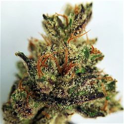The Cannabliss