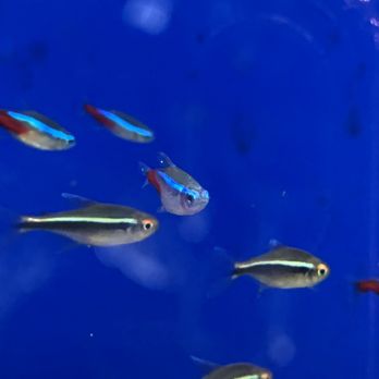 PetSmart - More ich spots on tetras. Don't get fish here. - Pet Stores Near Me - Santa Cruz, California PetSmart - More ich spots on tetras. Don't get fish here. - Pet Stores Near Me - Santa Cruz, California