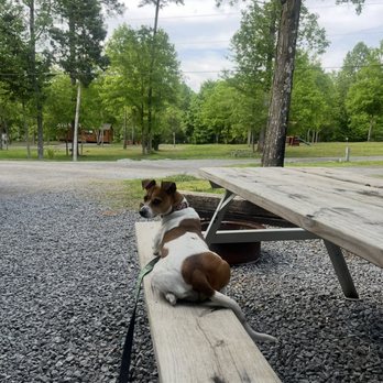 Chattanooga North / Cleveland KOA - It's really pretty and nestled in some woods - RV Parks Near Me - McDonald, Tennessee Chattanooga North / Cleveland KOA - It's really pretty and nestled in some woods - RV Parks Near Me - McDonald, Tennessee