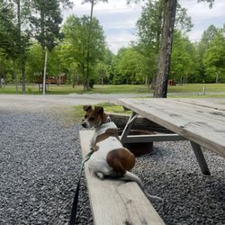 Chattanooga North / Cleveland KOA - It's really pretty and nestled in some woods