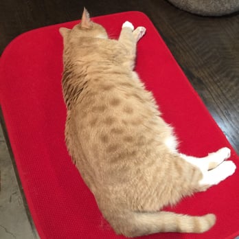 Koneko - Fat cat (17lbs according to the employee there) - Breakfast & Brunch Near Me - New York, New York