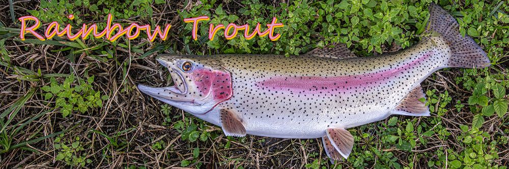 The Fish Mount Store - taxidermy in Merritt Island, FL