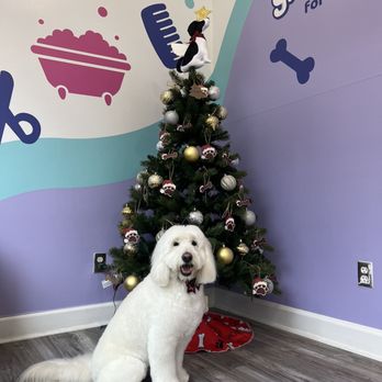 Groomaster - Picture sent from the groomer - Pet Groomers Near Me - Gaithersburg, Maryland