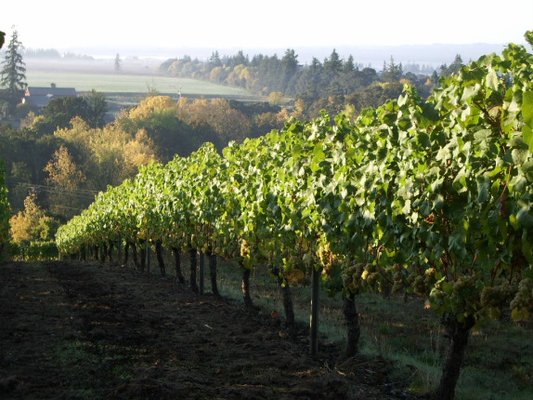 Stangeland Vineyards & Winery by null