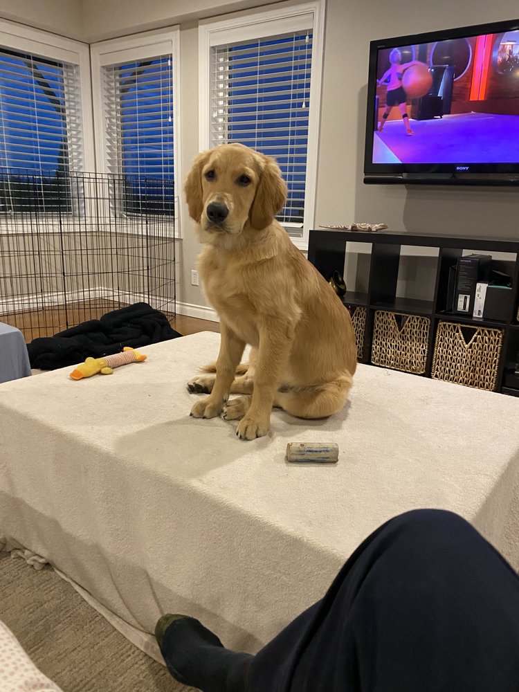 SMARTER THAN YOUR DOG Updated August 2024 9119 Molly Ln, Anacortes