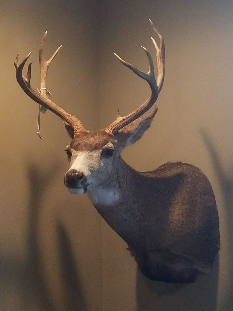 CEDAR RIVER TAXIDERMY 35329 Veazie Cumberland Rd SE, Enumclaw, WA Yelp