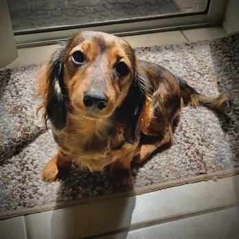Aussie Animal Hospital - 5 days after surgery
Mia is so happy - Veterinarians Near Me - Cutler Bay, Florida Aussie Animal Hospital - 5 days after surgery
Mia is so happy - Veterinarians Near Me - Cutler Bay, Florida