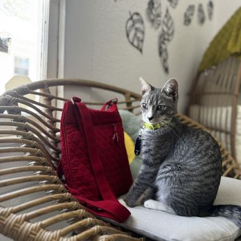Coastal Cat Cafe - Pet Adoption Near Me - Pensacola, Florida Coastal Cat Cafe - Pet Adoption Near Me - Pensacola, Florida