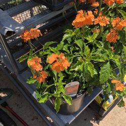 Westlake Ace Hardware - Flowers