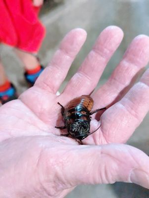 Houston Museum of Natural Science by null