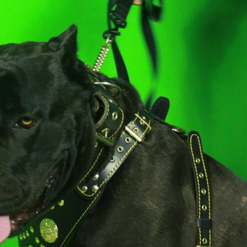 Rankin Cane Corso Kennels - Pet Breeders Near Me Rankin Cane Corso Kennels - Pet Breeders Near Me