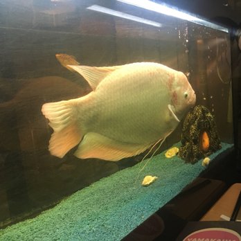 Yamakawa - Cute fish! - Japanese Near Me - Paris, 75