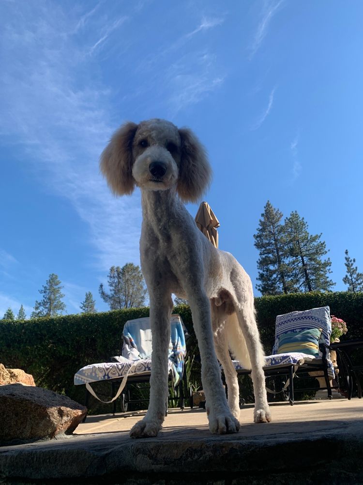 VANITY PET SALON 10 Photos 2338 Grass Valley Hwy, Auburn