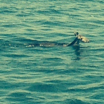Capt Anderson's Marina - Deer! - Boating Near Me - Panama City, Florida