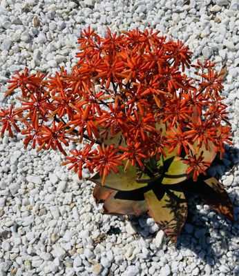 Taqueria El Mezcal San Pablo by null