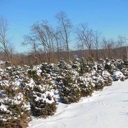 Perseverance Tree Farm
