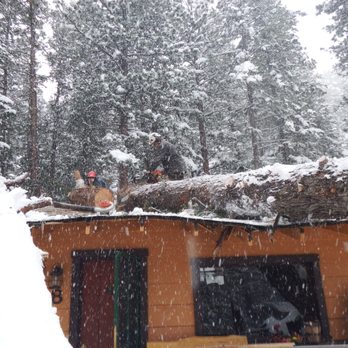 Foothills Arborists - Removing a large uprooted Douglas fir from a cabin in Estes Park - Tree Services Near Me Foothills Arborists - Removing a large uprooted Douglas fir from a cabin in Estes Park - Tree Services Near Me