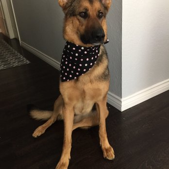 u wash doggie near me