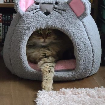 Guiding Light Pet Euthanasia - his favorite spot, his mouse house - Veterinarians Near Me