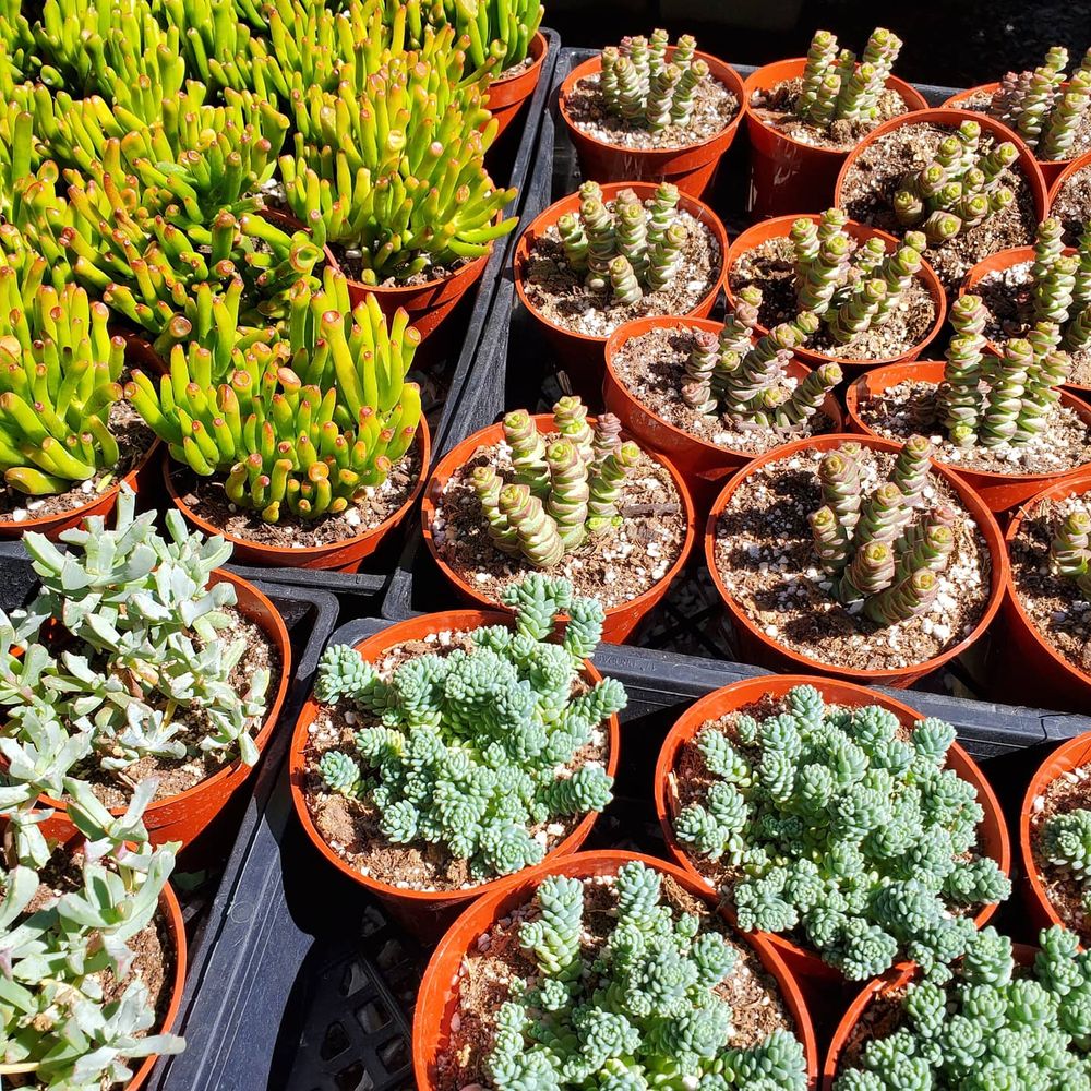 EVERGREEN GARDEN CENTER Updated May 2024 228 Photos & 131 Reviews 210 W Alluvial Ave