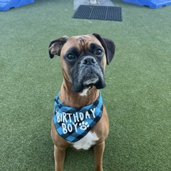 Woof's Play & Stay