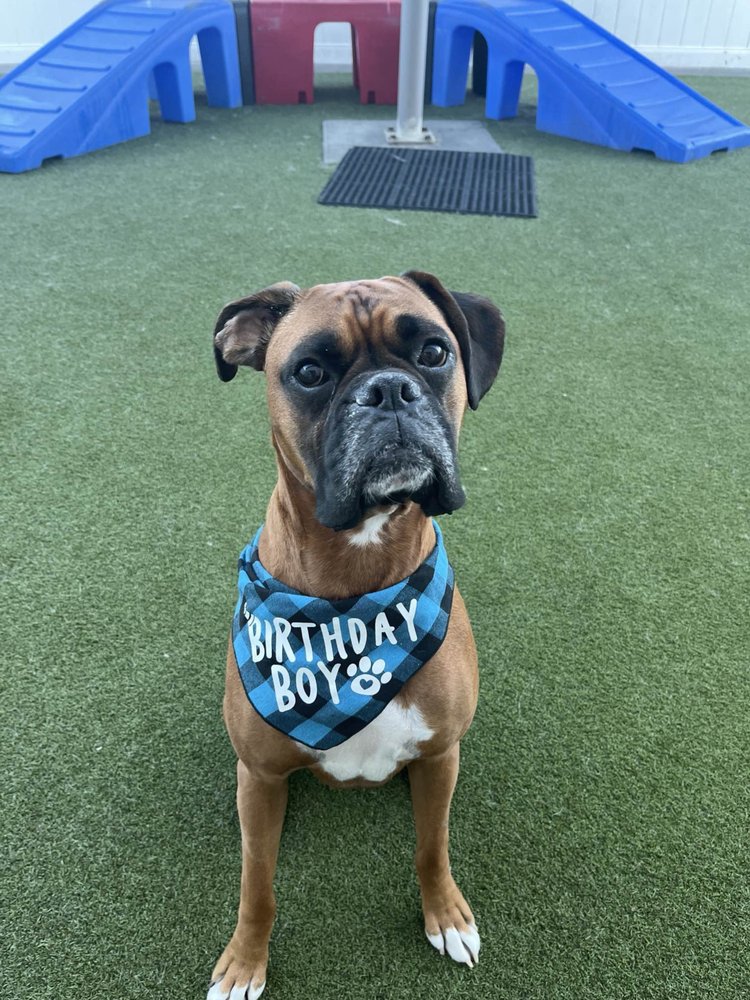 Woof's Play & Stay - pet boarding facility in Gladstone, MO