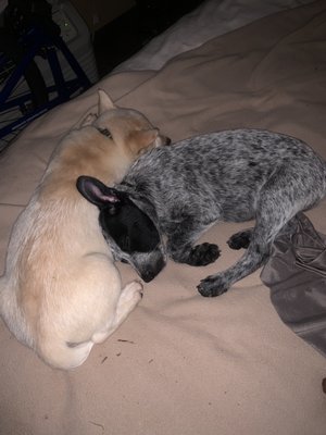 Vca Lakeline Animal Hospital 40 Photos 116 Reviews Veterinarians 12010 Ranch Rd 620 N Austin Tx United States Phone Number