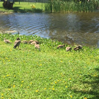 Fig Tree Park - Ducks - Parks Near Me - Plantation, Florida